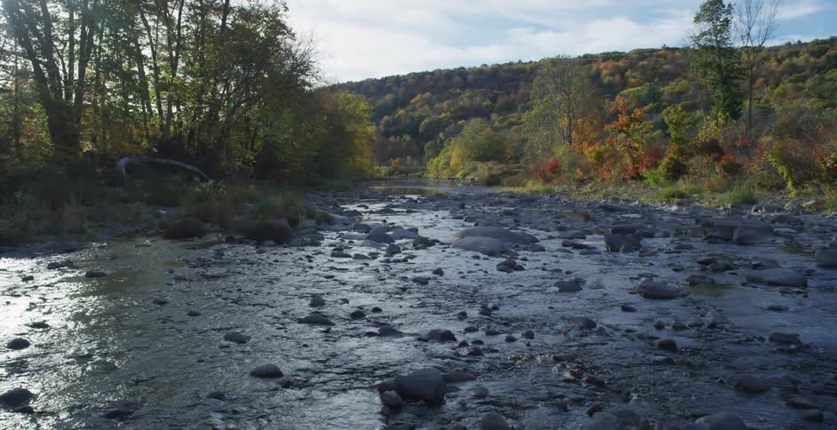 A rocky stream in a forest