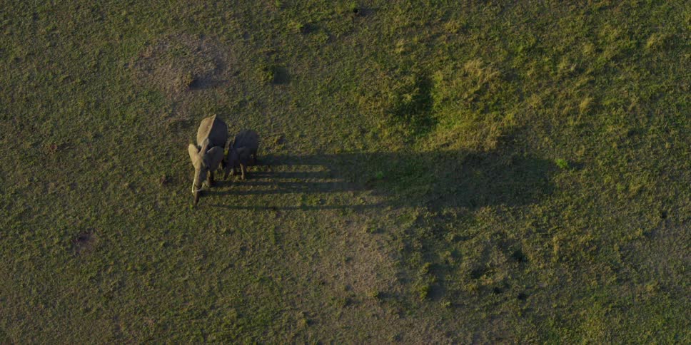 African Savannah