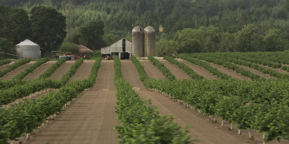 Crops are growing in a large field on a farm