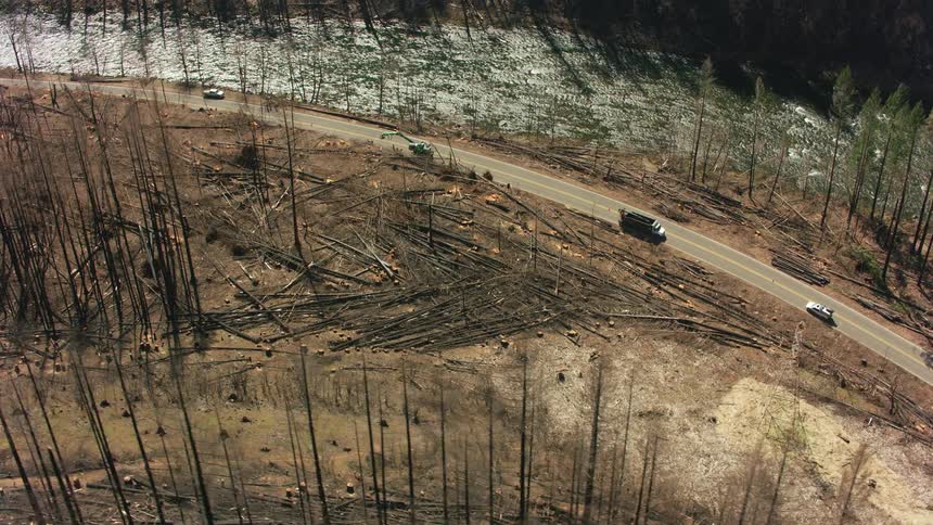Logging truck backs up on the highway next to a forest with logs on the ground