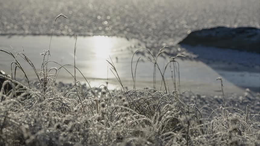 Sunlight sparkles on ice coated blades of grass