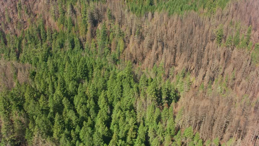 A wild fire moved through this forest killing off many trees but leaving others
