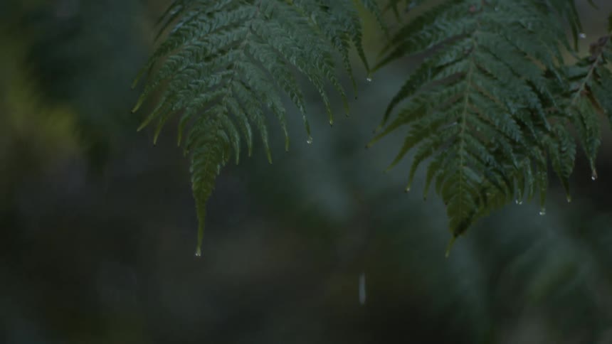 Tree leaves dripping with rain are moving in the breeze
