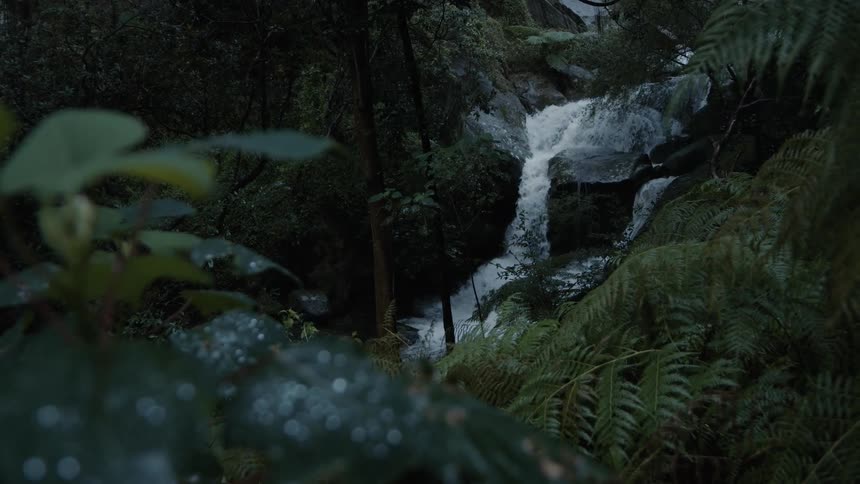 A forest with a waterfall and stream surrounded by plants and rocks