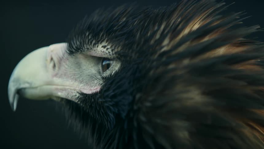 Bird of prey looking around
