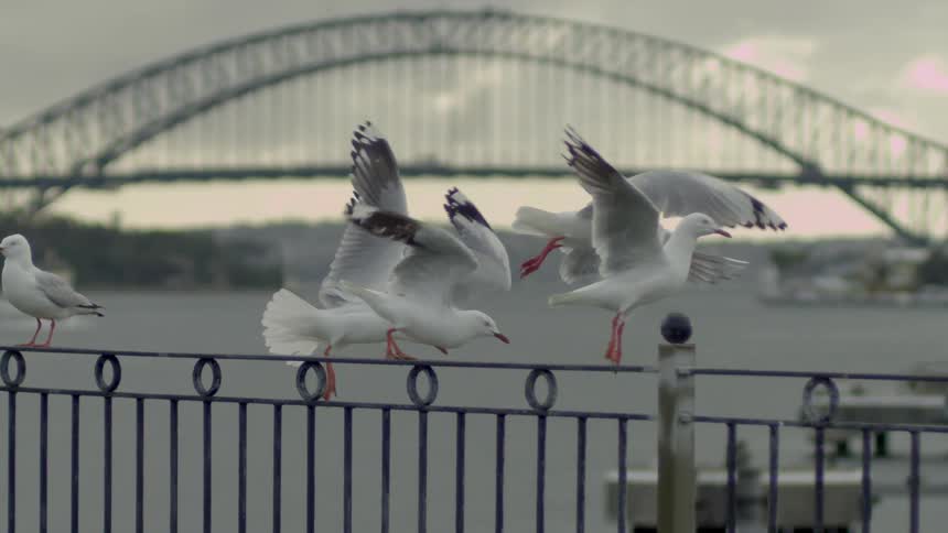 Birds sitting on a fence and flying off with a bridge the sky and clouds in the background