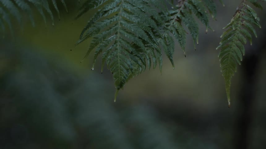Rainwater drips from leaves in a forest