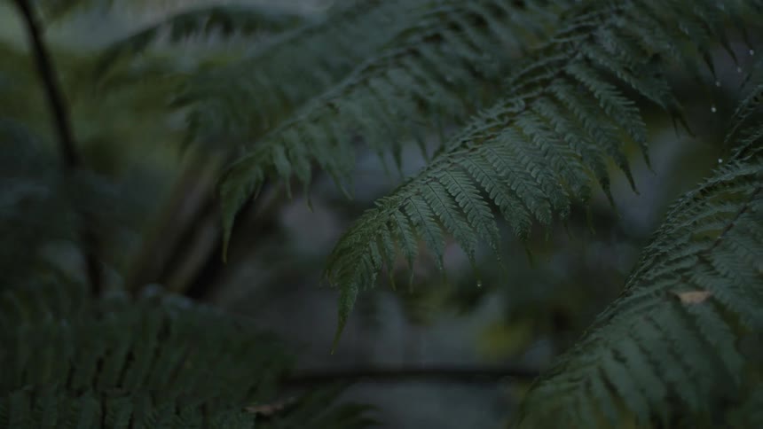 Tree leaves dripping with rain are moving in the breeze