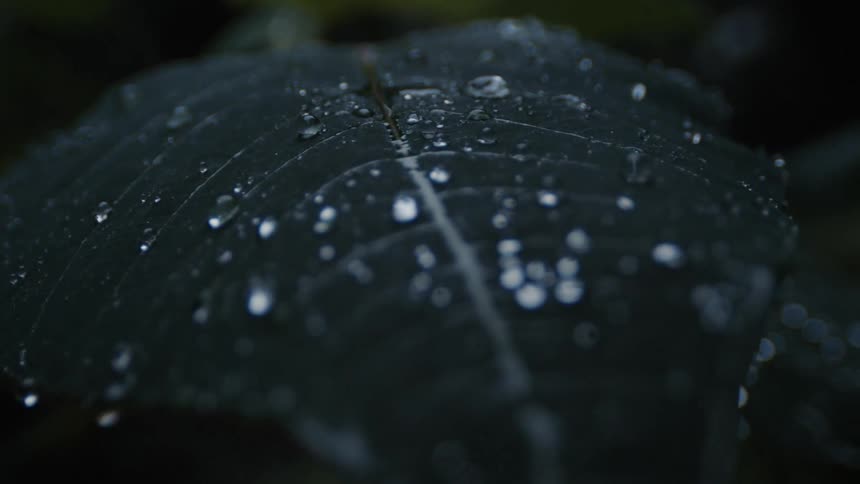 A plant with leaves with water drops