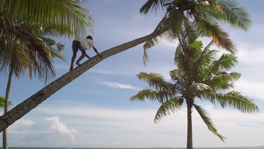 A child is climbing up the palm tree on the beach