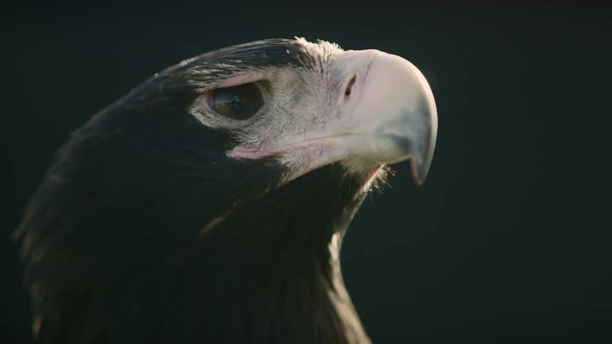 Wind moves through a hawks feathers as it turns its head