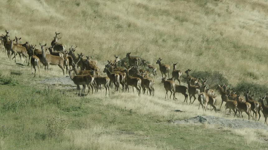 A herd of deer turn and run up a hill