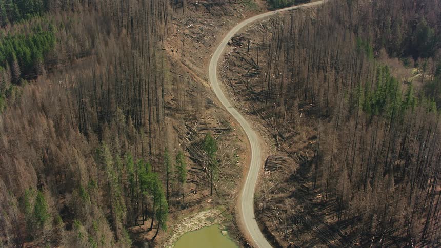 A road winds through a valley full of burnt trees