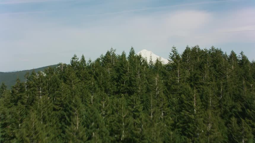 Aerial view of a heavily forested area and a snow covered mountain on the horizon