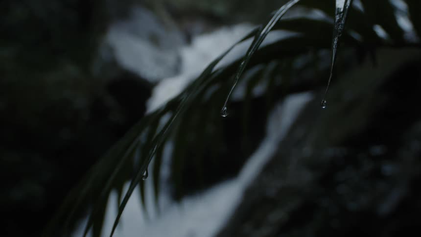 A river and waterfall surrounded by rocks and plants with leaves