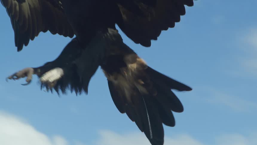 An eagle flies over the field