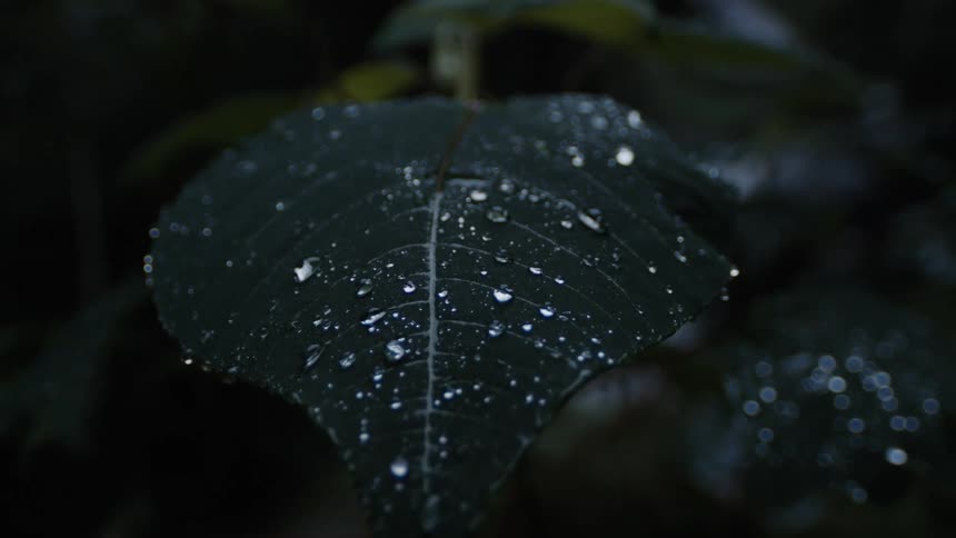 Raindrops on a leaf in the wilderness during the day