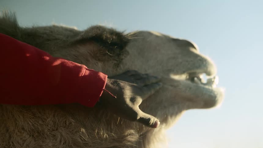 A person petting a camel outdoors