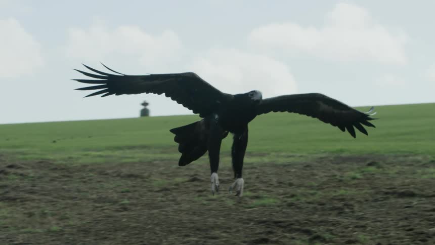A bird flying to a perch