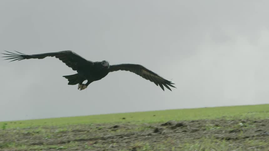 An eagle soars over a grassland
