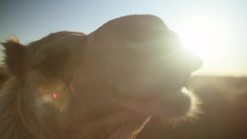 A camel is opening its mouth and yelling