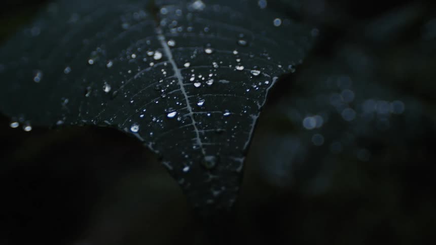 Water drips on the large leaf in the dark