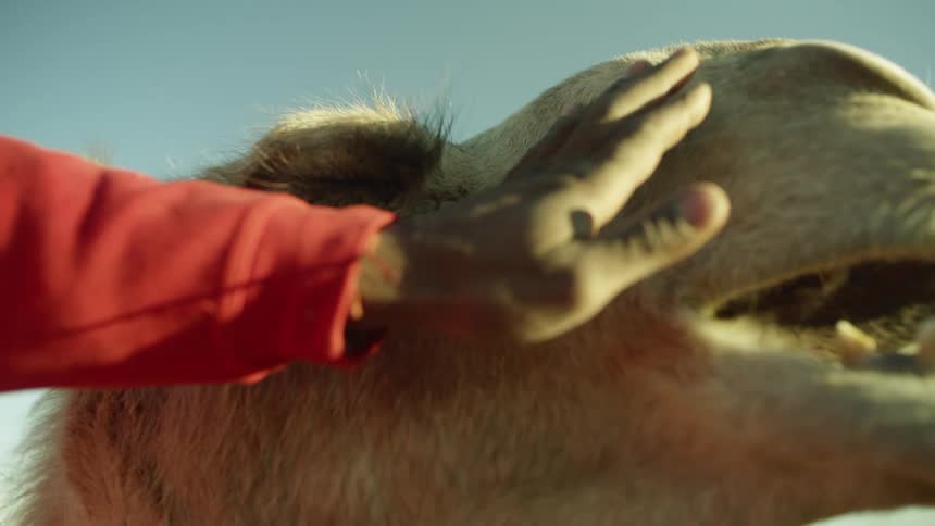 A man pets a camel on the face