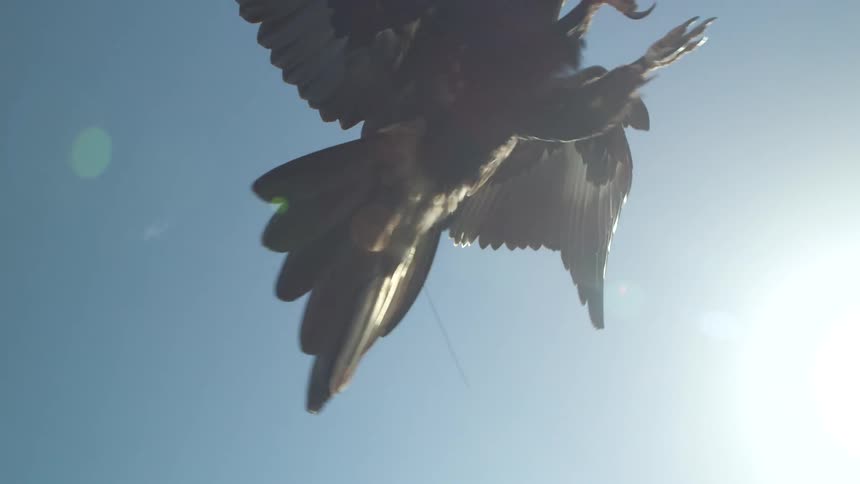 A bird flies on the branch to eat a piece of meat
