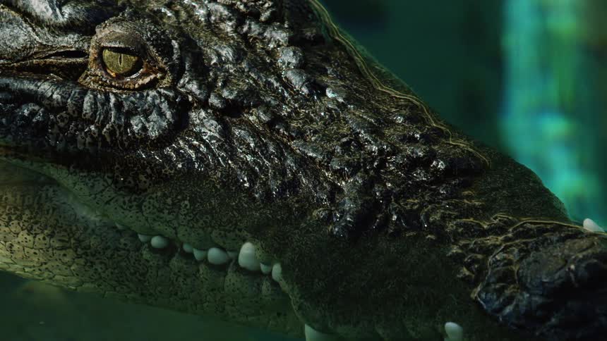 A green alligator waits idly and motionless need to a reflective water surface