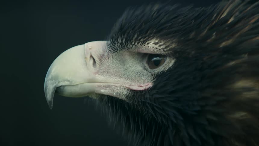 A close up of a black bird looking around