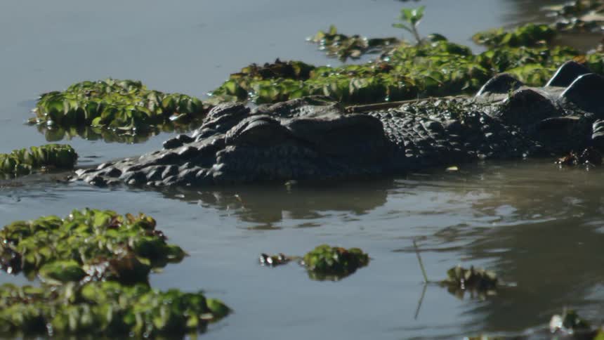 A crocodile travels through the murky waters