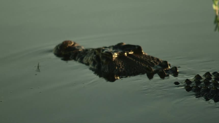 An alligator in water with reflection