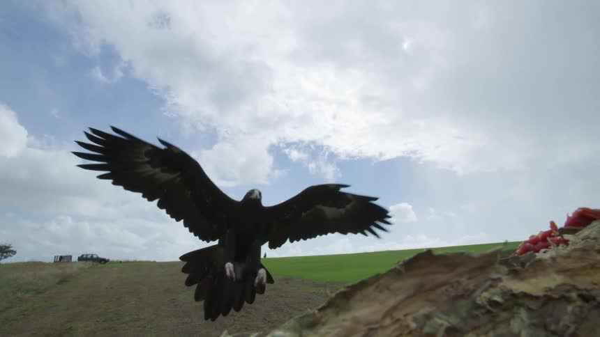 A bird flying and landing on a branch with a grassy field the sky and clouds in the background