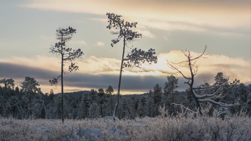 Clouds pass over a frosty forest landscape