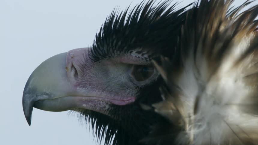 Wind blowing the feathers on the neck of an eagle