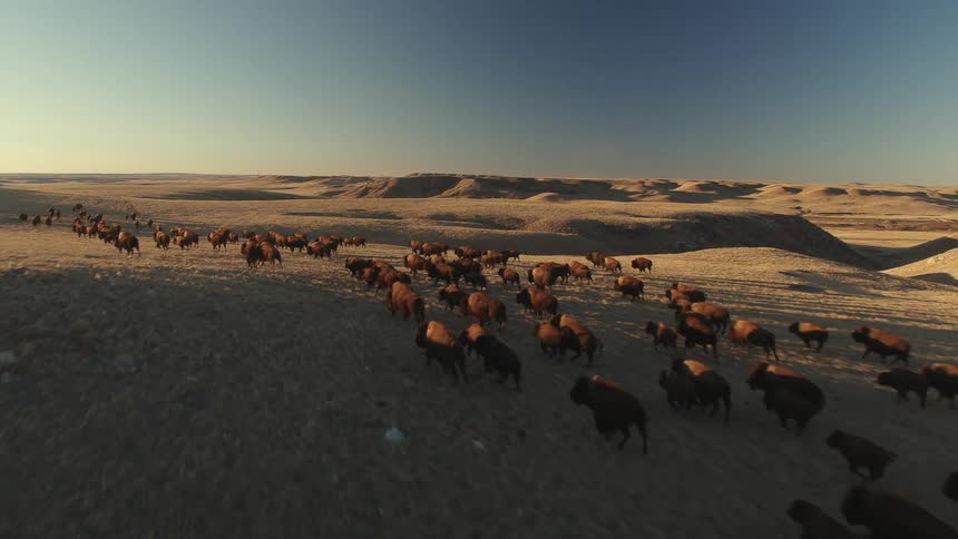 A herd of bison run through a broad grassland during the day