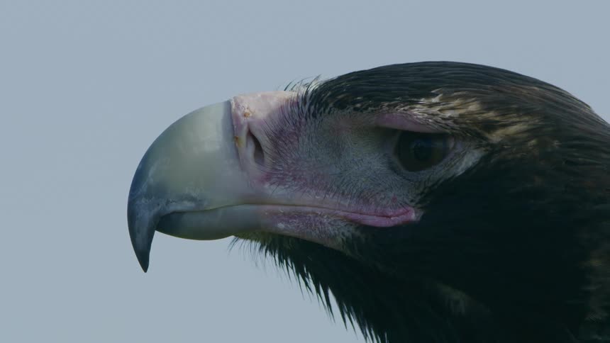 A bird looks around on a windy day