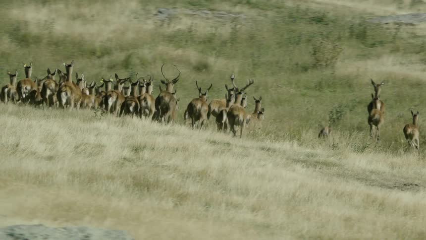 A herd of deer run through a hilly countryside during the day