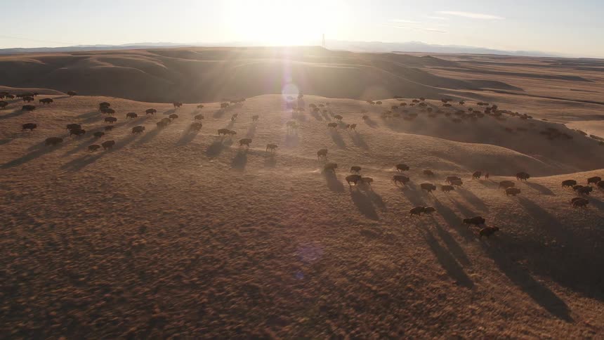 Mammals running