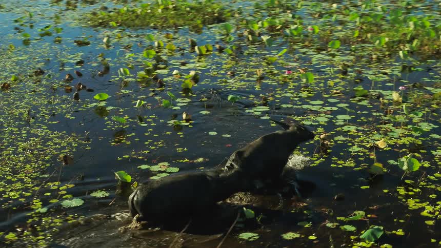 Two hippo like animals frolic in a swamp as a gator swims past