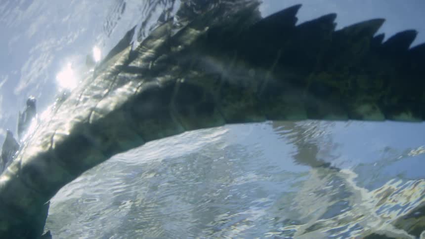 The tail of a large animal moves through water