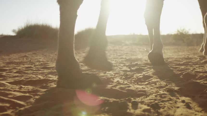 Camels walk through the desert