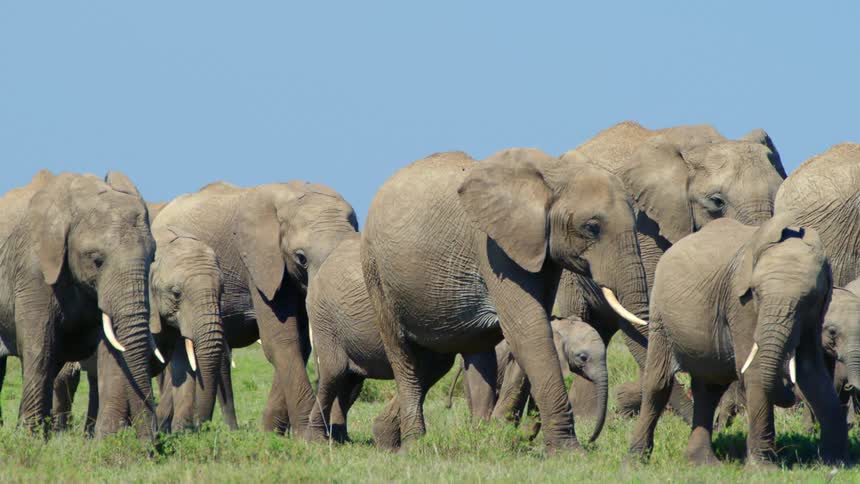 A herd of elephants are walking through grass on a clear day