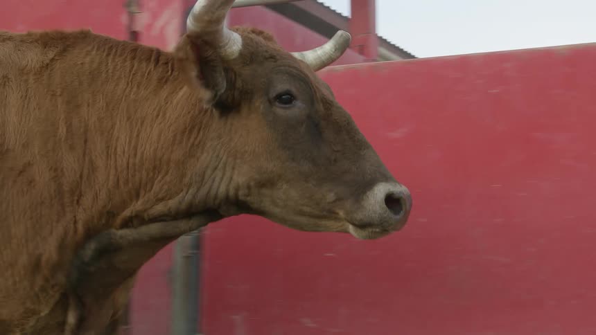 A bull running with a fence the sky and clouds in the background