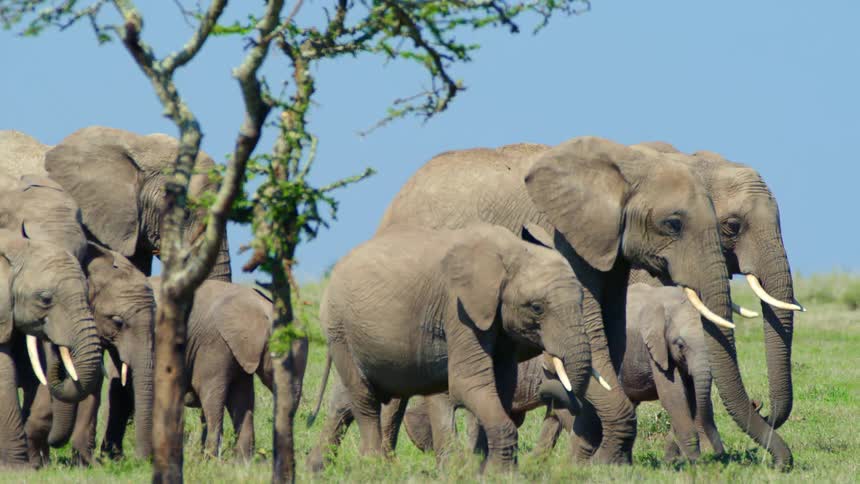 Elephants walking
