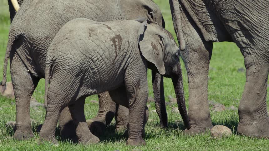 A group of elephants walking around outdoors