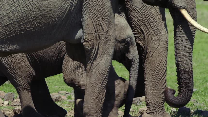 Elephants walk across a grassy area