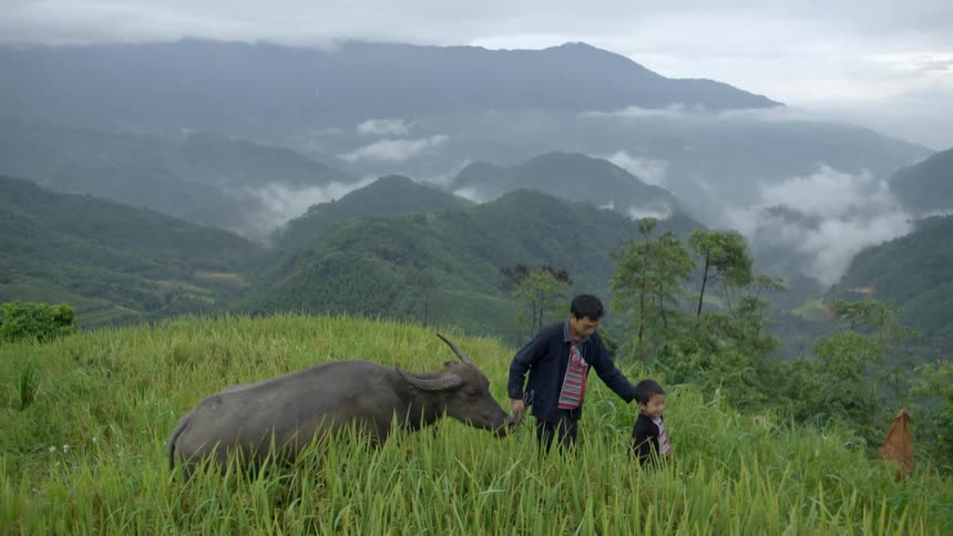 A man leads a young boy in front of him and a large steer behind him walking through a rural field