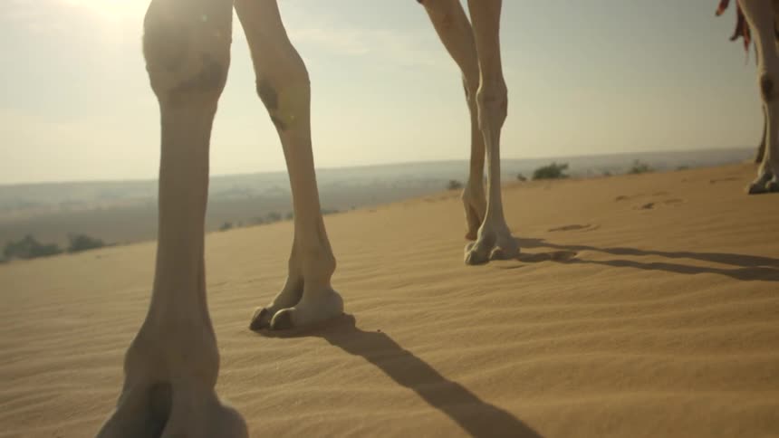 People are traveling with camels through the desert