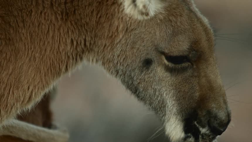 An animal is rocking back and forth